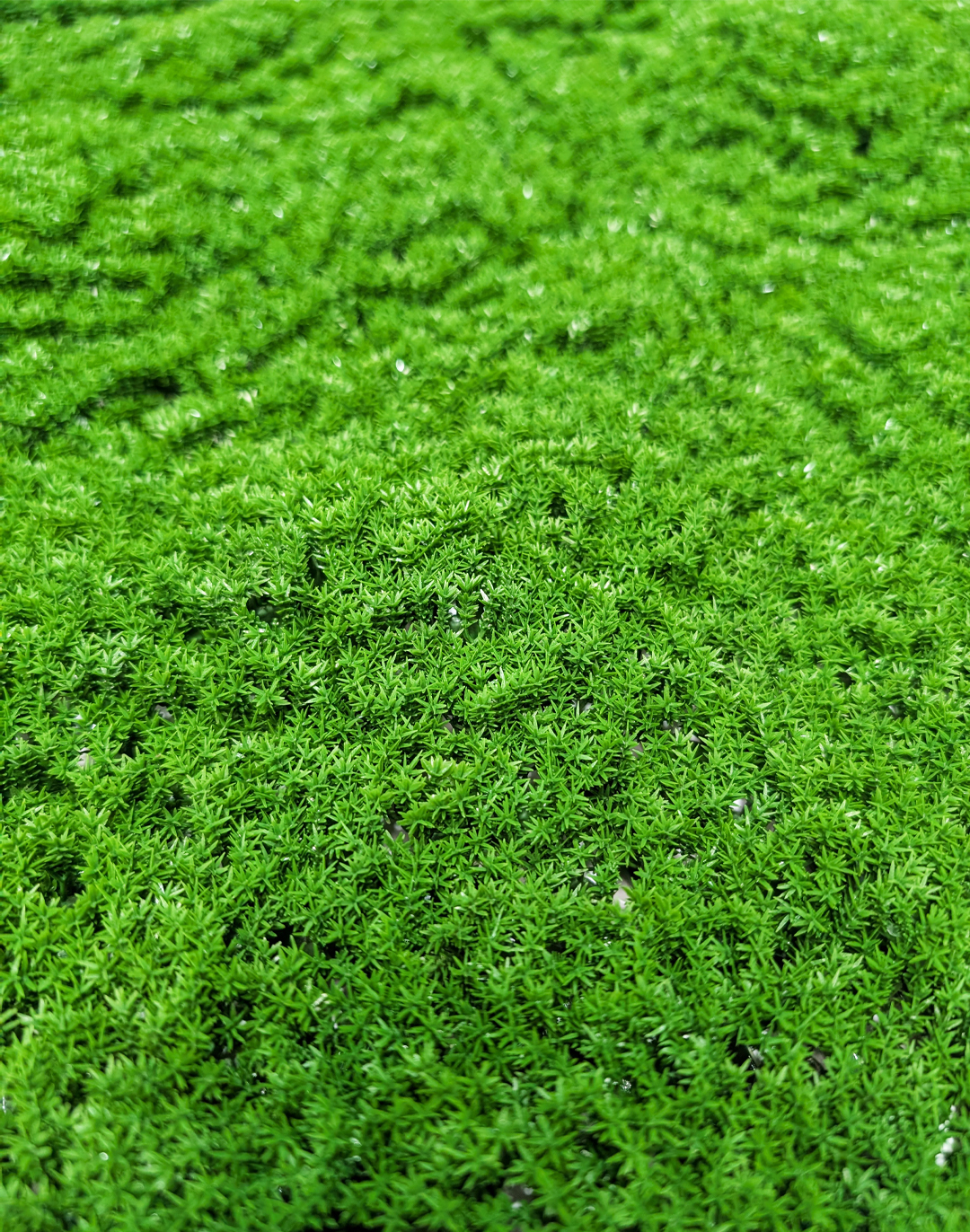 Pflanzenwand Absolute Moss 100x100 cm Pflanzenwand Absolute Moss 100x100 cm
